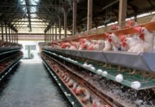 Avicultura: como melhorar o ROI investindo em ventilação